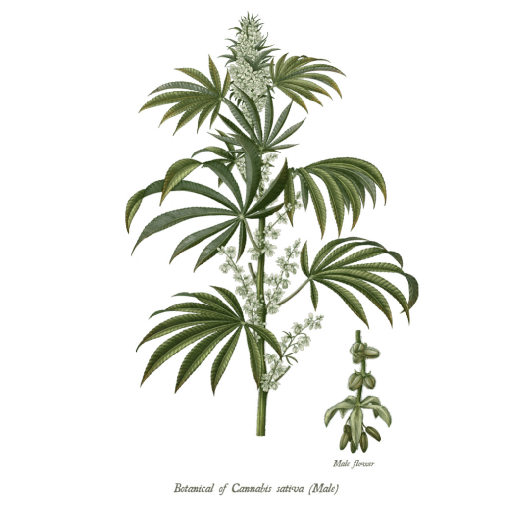 The history of Medical Cannabis | Mamedica
